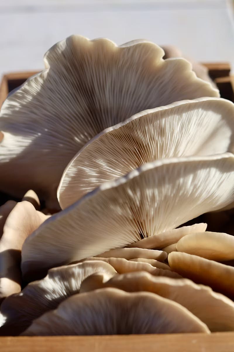 Oyster Mushrooms: Nature's Health Powerhouse