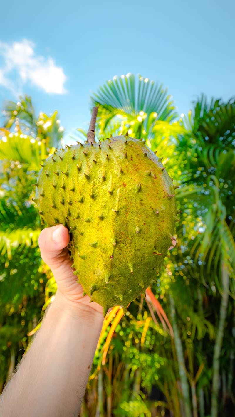 Soursop Leaves: Powerful Health Benefits