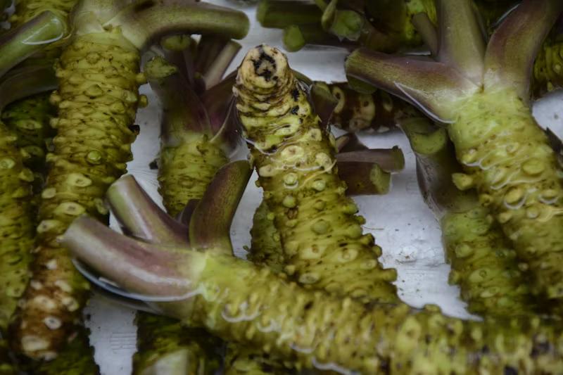 Wasabi: Spicy Superfood Health Benefits